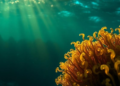 Ocean Algae Reveal Surprising VOC Secrets Under Changing Light