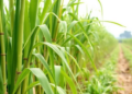 CoH 188: New Early-Maturing Sugarcane Variety Promises Faster Returns for Haryana Farmers