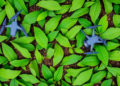 Drones Reveal Hidden Crop Water Stress Weeks Before It Shows in the Leaves