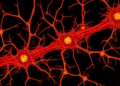 Rutin shields cerebellar neurons from acrylamide damage by activating PI3K/AKT signaling in rats