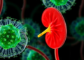 Fibrosis Signal BMP4 Drains Kidney Cells' Mitochondrial Power in Diabetic Disease