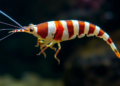 New Striped Shrimp Species from China Was Sold in Aquariums Before Science Named It