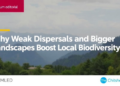 Why Weak Dispersal and Bigger Landscapes Boost Local Biodiversity
