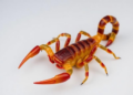Scorpion Chromosomes Reveal Record-Low Karyotypes Hidden in Brazil's Caatinga
