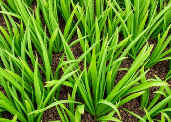 Green Manure Can Backfire: Too Much of a Good Thing Boosts Toxic Gas and Cuts Rice Yields