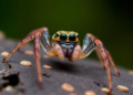 Three New Jumping Spider Species Discovered on Indonesia's Batanta Islands