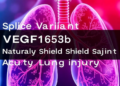 Splice Variant VEGF165b Emerges as a Natural Shield Against Acute Lung Injury