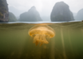 Golden jellyfish symbionts falter in Palau's turbid marine lakes