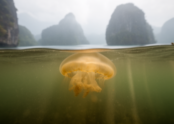 Golden jellyfish symbionts falter in Palau's turbid marine lakes