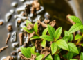 Invasive Plant Waste Transformed Into High-Performance Fluoride Water Filter