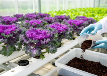 Compost Gives Ornamental Kale a Salt-Stress Shield in Soilless Growing Systems