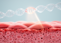 Genetic Signal at the TGF-β2 Locus Shapes Muscle Fiber Size in Rainbow Trout