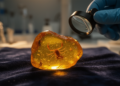 Cretaceous Amber Yields First Fossil of a Diverse Pseudoscorpion Family