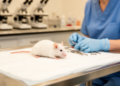 Stomach Surgery Slows Alzheimer's Disease in Mice, Study Finds