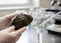 Freshwater Mussels Rewrite Their Own Family Tree as DNA Exposes a Case of Mistaken Identity