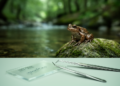 Hidden Chromosome Clues Reveal Evolutionary Secrets of a Cryptic Frog Group