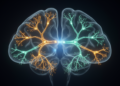 Autism Gene Variants Rewire Synapses and Sleep in Distinct Ways, Fly Study Reveals