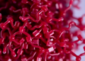 Sulfated Seaweed Polymer Helps Gels Protect Anthocyanins Until the Gut