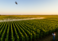 Satellites and Crop Models Team Up to Cut Water and Fertilizer Use in Silage Maize