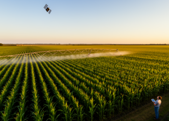 Satellites and Crop Models Team Up to Cut Water and Fertilizer Use in Silage Maize