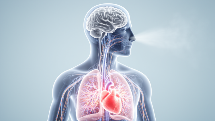 Breathing In or Out Rewires the Brain-Heart Dialogue, Study Finds