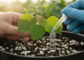 Poplar leaf microbes follow the tree's nitrogen and phosphorus recipe