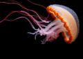 Aging Undermines Regeneration Even in the Remarkable Jellyfish Cladonema