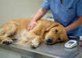 Hypoglycemia Can Trigger Myoclonus in Dogs, New Study Finds