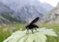 Tiny Black-Winged Fly from Albanian Mountains Is a Brand-New Species