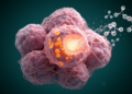 NEK2 Drives Trastuzumab Resistance in Gastric Cancer Through m6A Control of FN1