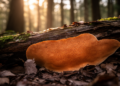 Crust Fungi Clock: Ancient White-Rot Genus Phanerochaete Traced Back 100 Million Years