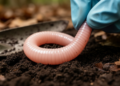 New Earthworm Species Hidden in Plain Sight Rewrites the Story of an East Asian Soil Engineer