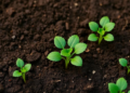 Compost Keeps Locking Cobalt in Soil a Decade After Farmers Stop Spreading It