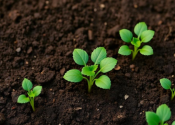 Compost Keeps Locking Cobalt in Soil a Decade After Farmers Stop Spreading It