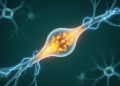 NMDA receptors play an important role in postictal potentiation in immature rats