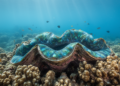 Giant Clams Keep Their Algal Partners Close Even When Moved Across Philippine Reefs