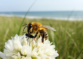 Tiny Parasitoid Wasp Discovered in China Attacks a Beloved Coastal Pollinator Bee