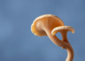 Oyster Mushroom Extract Shows Potent Anticancer Activity Against Breast Cancer Cells