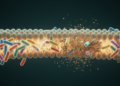 From cooperation to collapse: the diet-microbiota-host gene triad in disease and aging
