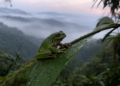 Hidden tree frog species uncovered in China's Damingshan mountains