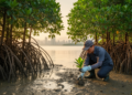Money Flows Backward: Why Hong Kong's Mangroves Survive on Stewardship, Not Self-Renewal