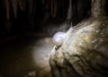 Eyeless cavesnail from Yunnan cave is China's first freshwater cavesnail