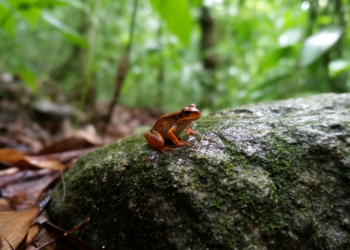 More dwarfs: a new microendemic species of Vietnamophryne (Anura, Microhylidae) from limestone karst of Quang Tri Province, Central Vietnam