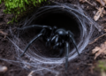 Silk Blueprints Reveal How Australia's Deadliest Spiders Balance Hunting and Hiding