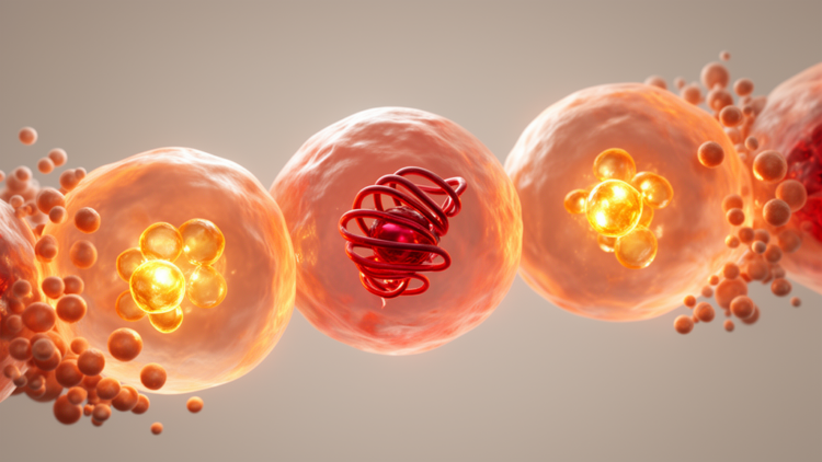 How a Single Transcription Factor Decides Whether Sunburned Skin Cells Live or Die