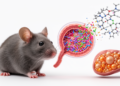 PFAS Exposure Linked to Fatty Liver Disease Through Gut Microbiome Disruption, Mouse Study Finds