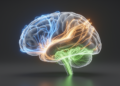 Genetic Evidence Points to Brain's Triple Network as a Driver of Stroke Recovery