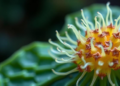 Hidden Bacterial World Inside a Famous Yunnan Medicinal Plant Revealed