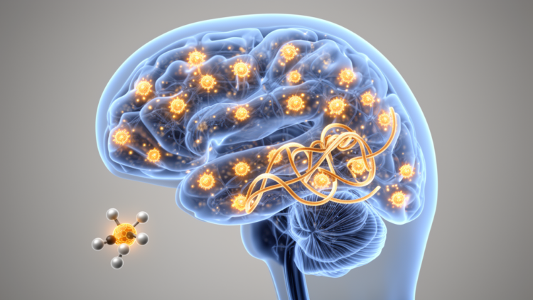 Diabetes May Drive Dementia Through Brain Insulin Resistance and Tau Changes