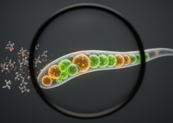 Ginsenoside Rg3 Extends Lifespan in Worms by Rewiring Lysosomal and Autophagy Pathways